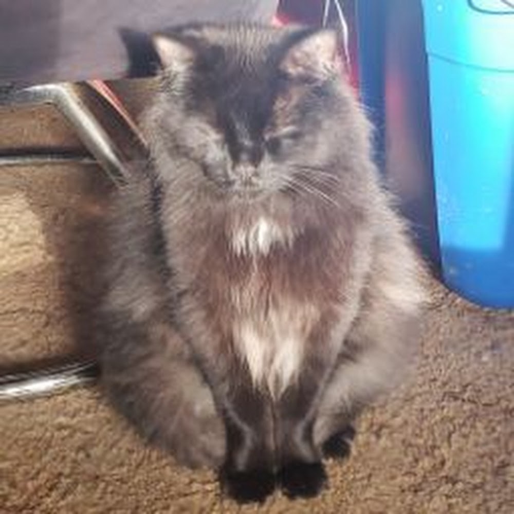 Meet your Posher, Jessie & raven